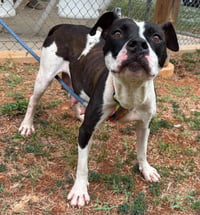 Dottie Mae: Not at shelter - Photo 8
