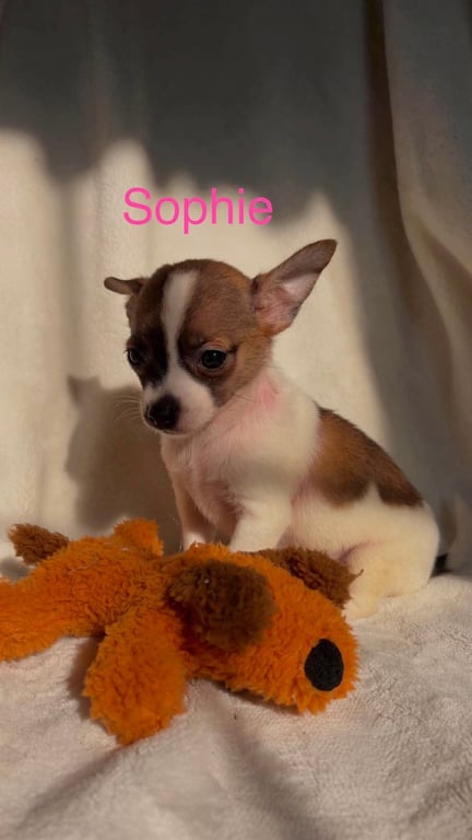 Sophie - Not at shelter Image