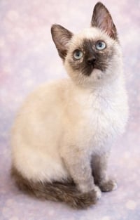 Bloom: Not at the Shelter (Faith) Avail 4/10 - Photo 1