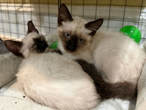 BLOOM: NOT AT THE SHELTER (FAITH) AVAIL 4/10 - Domestic Short Hair / Tortoiseshell available for adoption