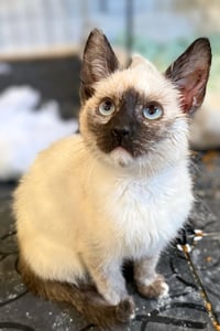 Bloom: Not at the Shelter (Faith) Avail 4/10 - Photo 3