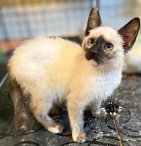 Bloom: Not at the Shelter (Faith) Avail 4/10 - Photo 4