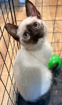 Bloom: Not at the Shelter (Faith) Avail 4/10 - Photo 5