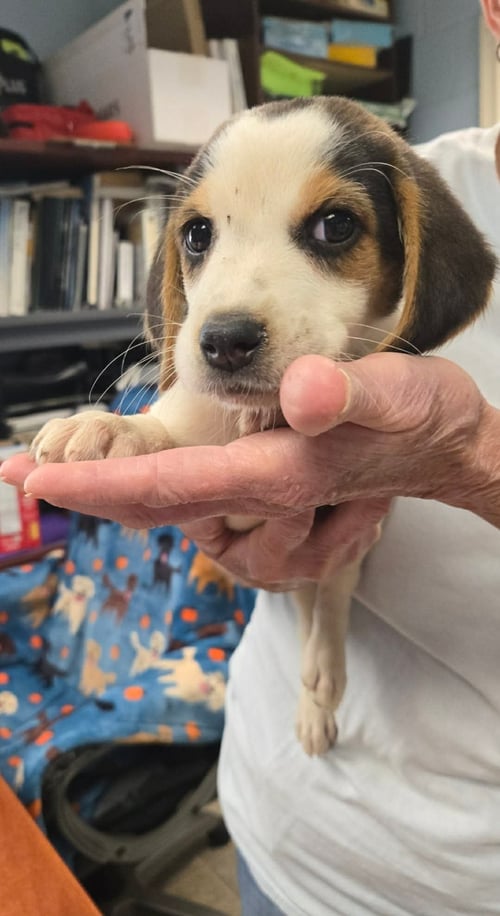 JANIET  - NOT AT SHELTER (KENDRA) AVAILABLE 7/8 - Beagle available for adoption