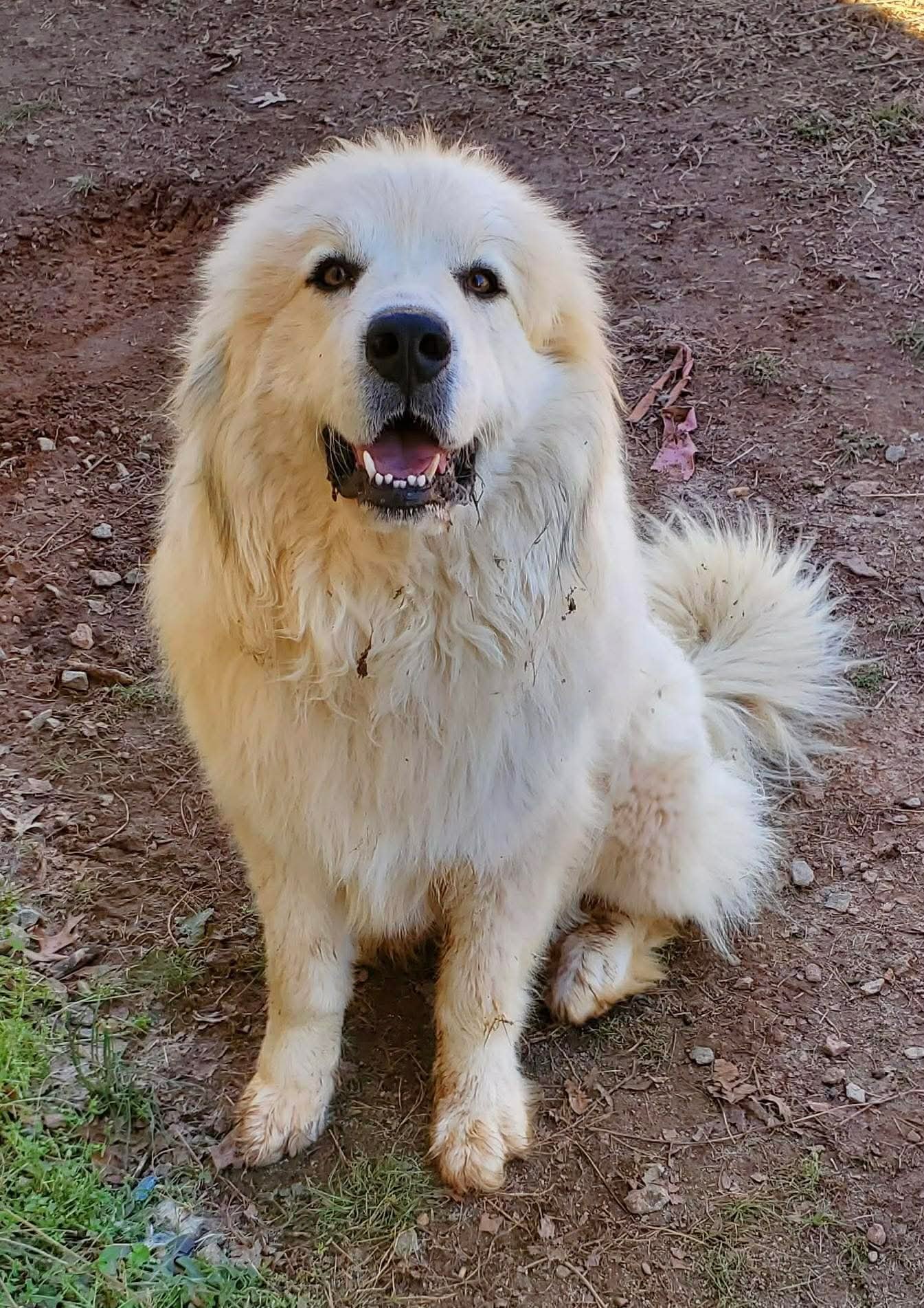 POLLUX: NOT AT SHELTER - Great Pyrenees available for adoption