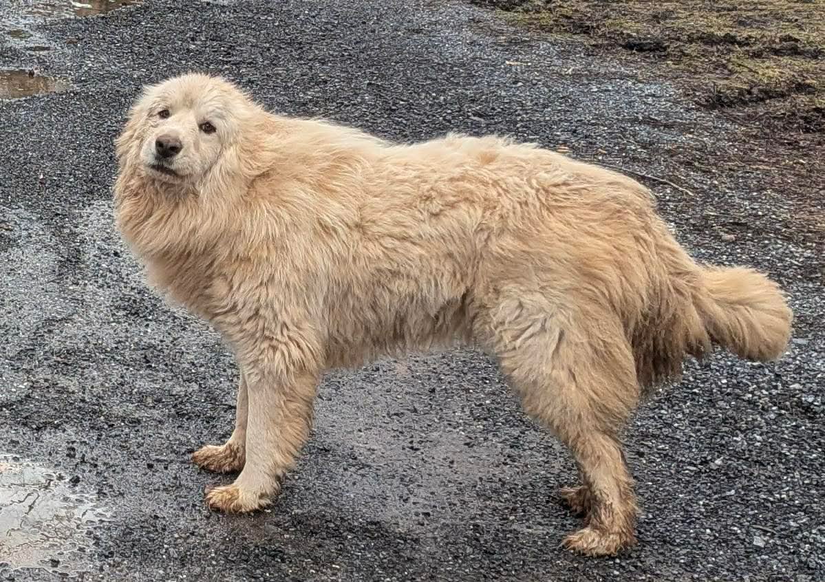 POLLUX: NOT AT SHELTER - Great Pyrenees available for adoption