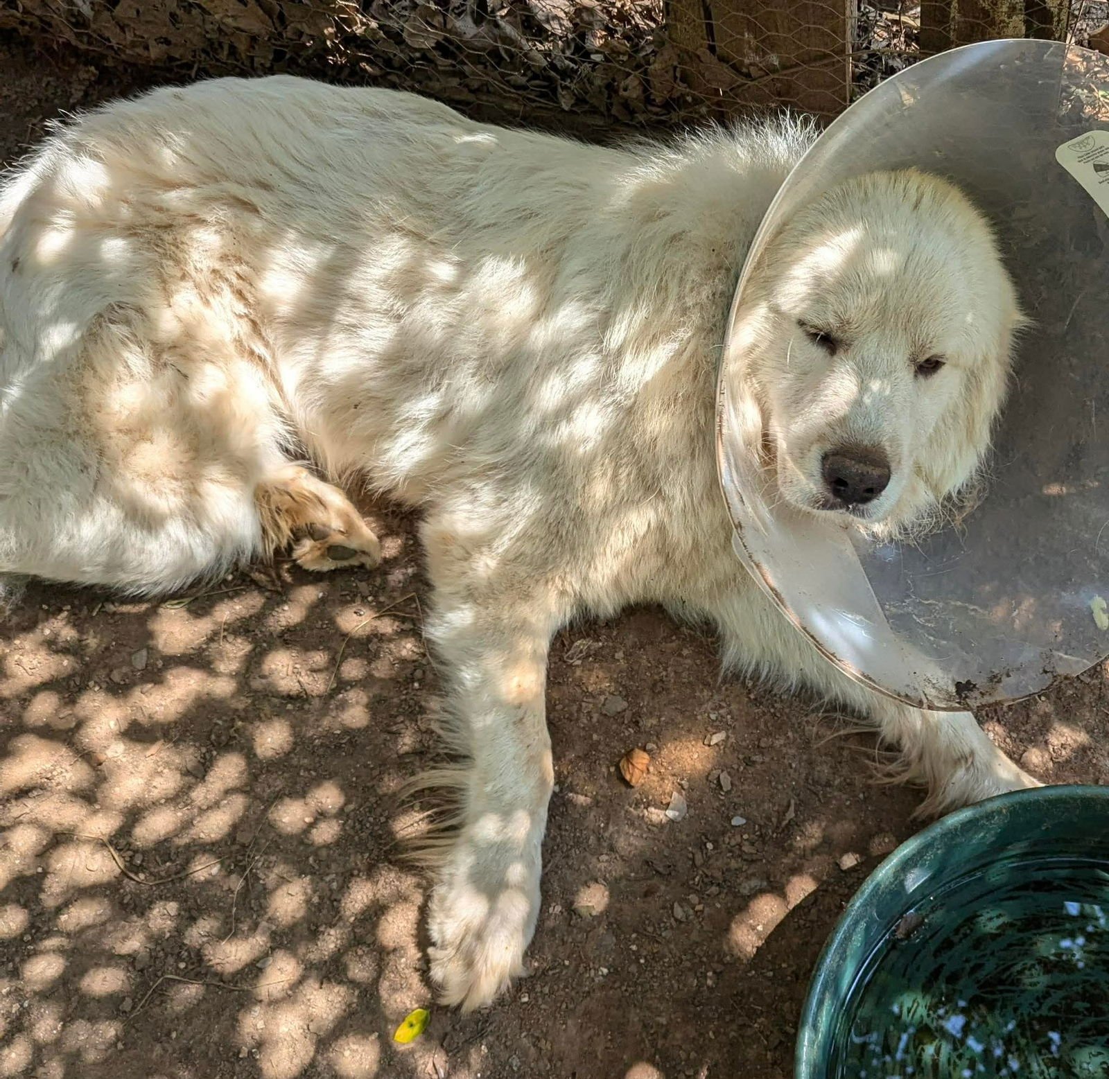 Pollux: Not at shelter - Photo 3