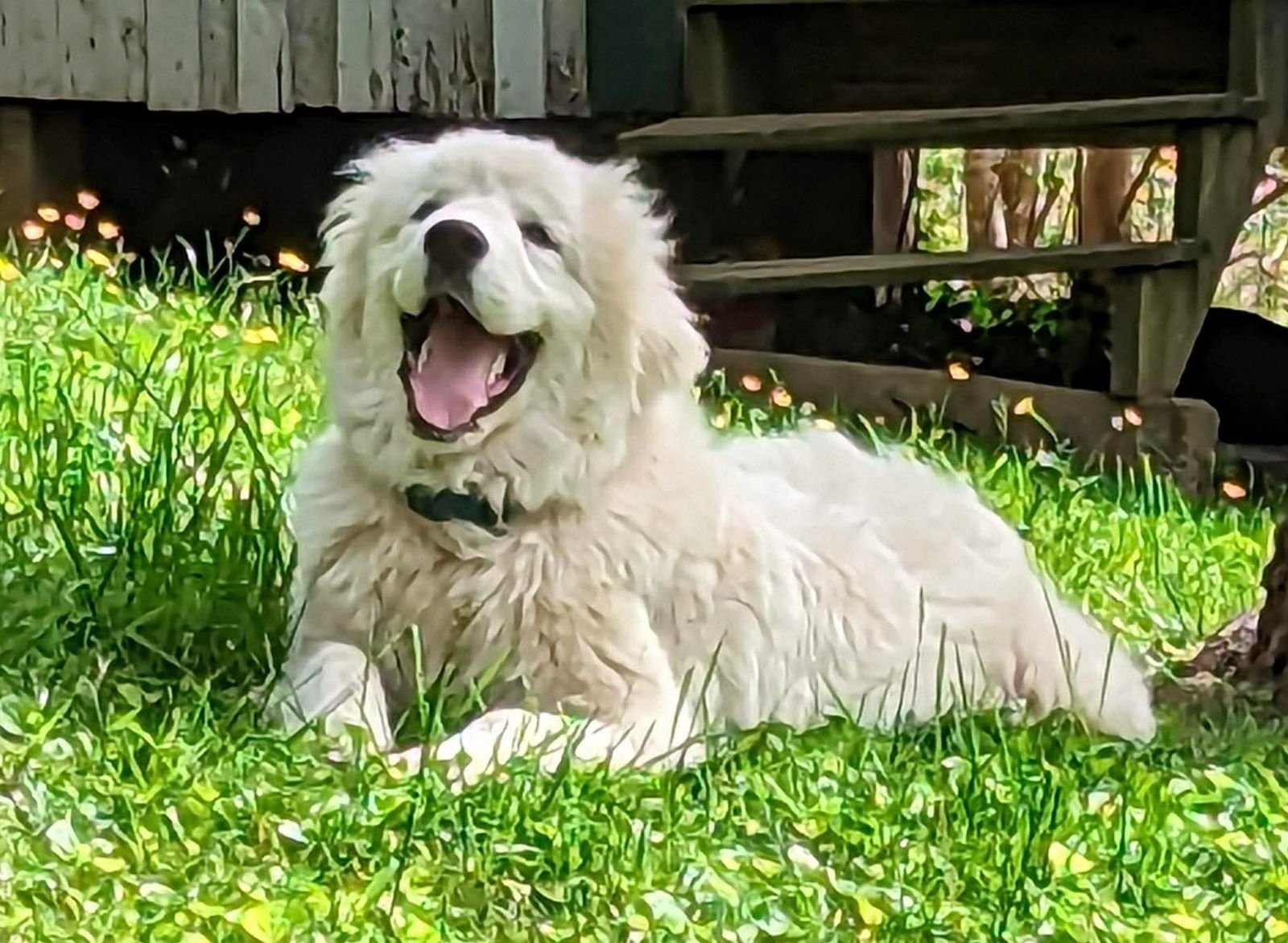 Pollux: Not at shelter - Photo 4