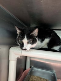Dexter: Not At shelter (Anne M) - Photo 1
