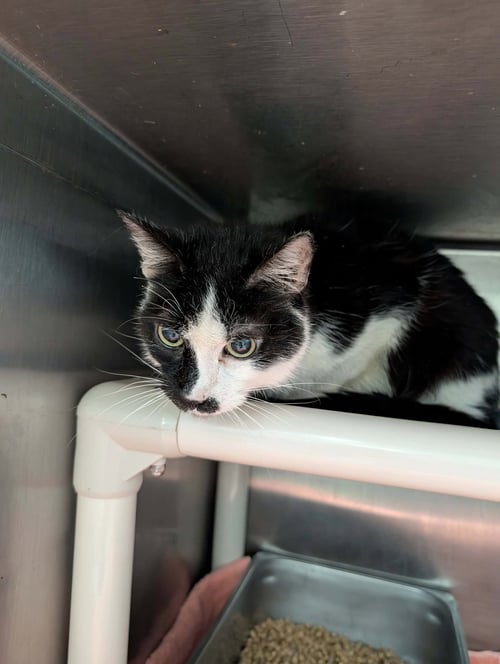 DEXTER: NOT AT SHELTER (ANNE M) - Domestic Short Hair available for adoption