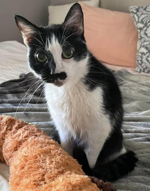 DEXTER: NOT AT SHELTER (ANNE M) - Domestic Short Hair available for adoption