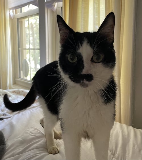 DEXTER: NOT AT SHELTER (ANNE M) - Domestic Short Hair available for adoption