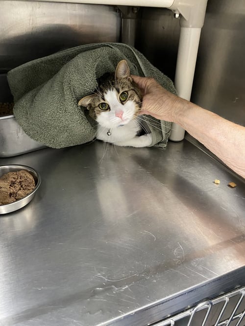 MARTIN - NOT AT SHELTER (MISSY) - Domestic Short Hair available for adoption