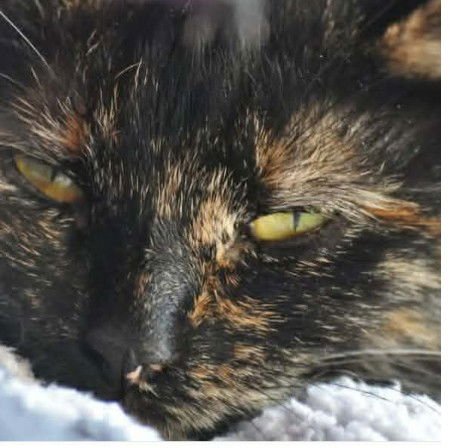 CREAM: VISIT AT PETSMART LYNCHBURG - Domestic Short Hair available for adoption