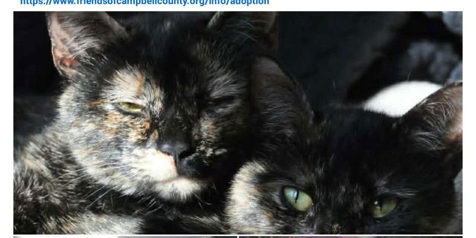 CREAM: VISIT AT PETSMART LYNCHBURG - Domestic Short Hair available for adoption