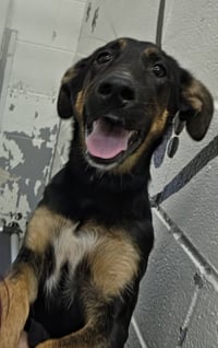 Ruby - Not at shelter (Altavista) - Photo 4