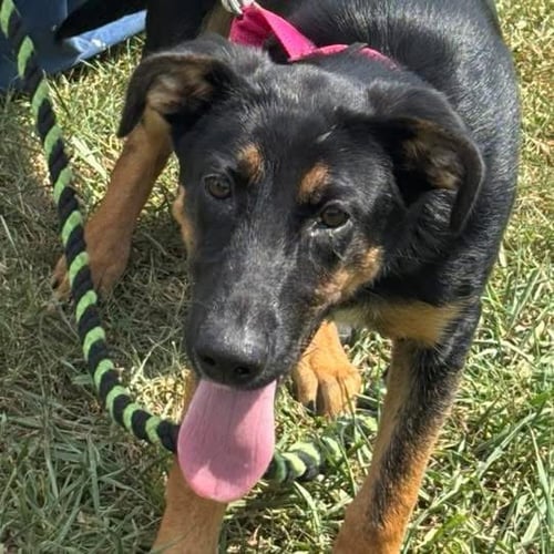 RUBY - NOT AT SHELTER (ALTAVISTA) - German Shepherd Dog available for adoption