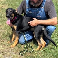 Ruby - Not at shelter (Altavista) - Photo 3