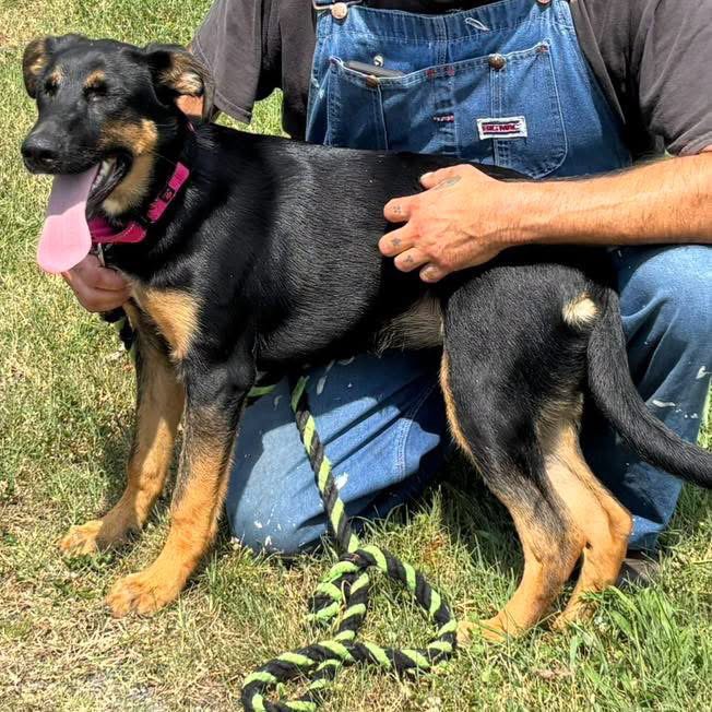 Ruby - Not at shelter (Altavista) Image