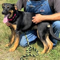 Ruby - Not at shelter (Altavista) - Photo 1