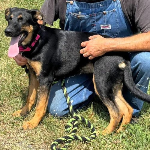 RUBY - NOT AT SHELTER (ALTAVISTA) - German Shepherd Dog available for adoption