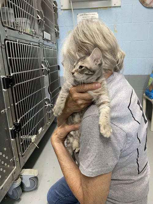 PARFAIT - NOT AT THE SHELTER (FAITH) - Domestic Short Hair available for adoption