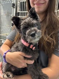 Willow: Not at shelter available 6/12 - Photo 1