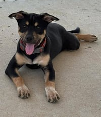 Dumpling: Not At shelter (Kendra) - Photo 1