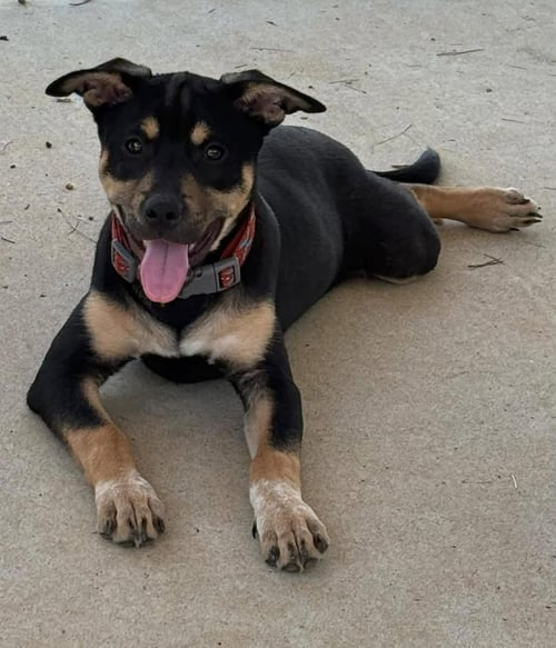 DUMPLING: NOT AT SHELTER (KENDRA) - Hound available for adoption