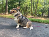 Nika aka Freya: At shelter - Photo 2