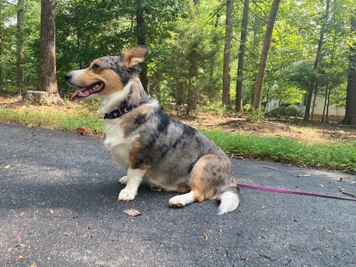 NIKA AKA FREYA: AT SHELTER - Pembroke Welsh Corgi / Catahoula Leopard Dog available for adoption