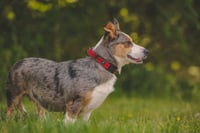 Nika aka Freya: At shelter - Photo 6