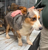 Nika aka Freya: At shelter - Photo 9