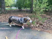 Nika aka Freya: At shelter - Photo 3