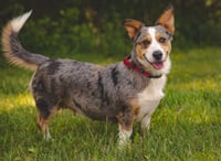 Nika aka Freya: At shelter - Photo 4