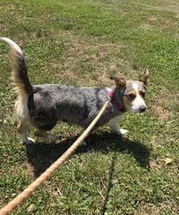Nika aka Freya: At shelter - Photo 8
