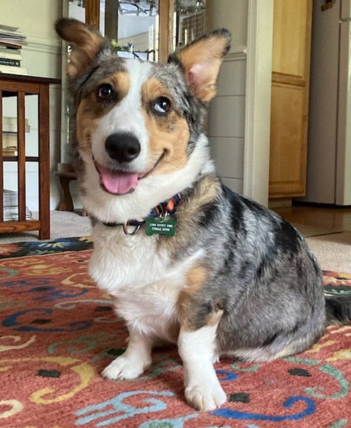 NIKA AKA FREYA: AT SHELTER - Pembroke Welsh Corgi / Catahoula Leopard Dog available for adoption