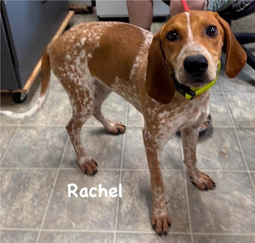 RACHEL: AT SHELTER - Hound available for adoption