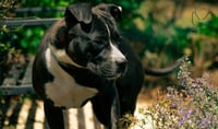 Penny: Not at shelter (Ann) - Photo 3