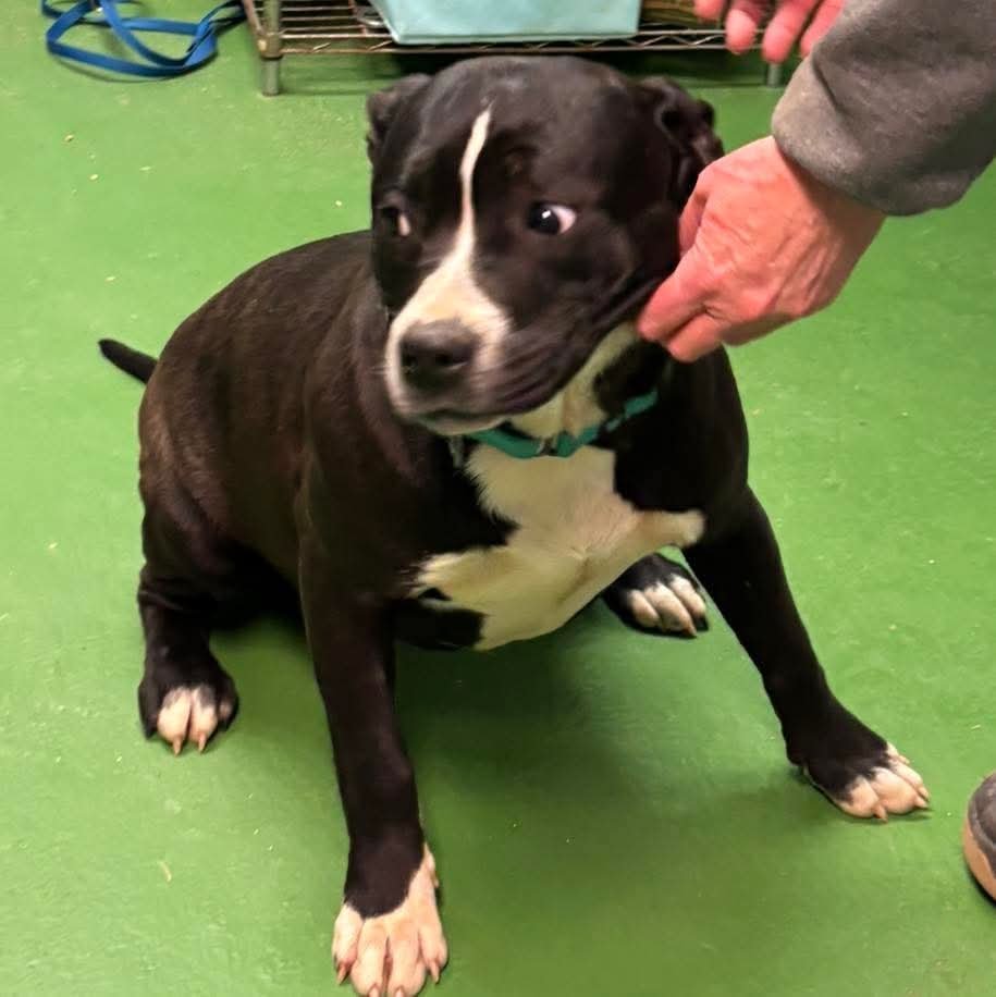 Penny, aka Bianca: At shelter - Photo 2