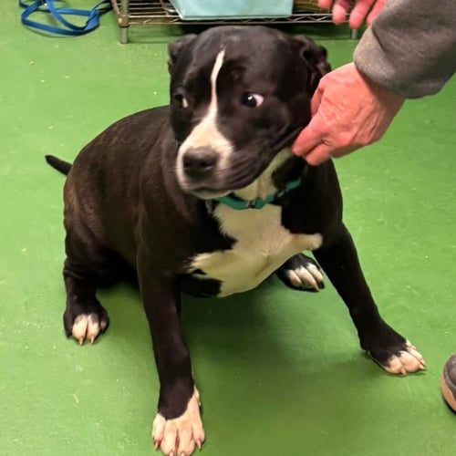 PENNY: NOT AT SHELTER (ANN) - Pit Bull Terrier available for adoption