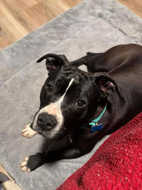 Penny: Not at shelter (Ann) - Photo 15