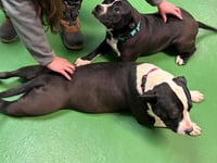 Penny: Not at shelter (Ann) - Photo 14