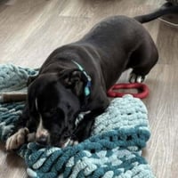 Penny: Not at shelter (Ann) - Photo 10