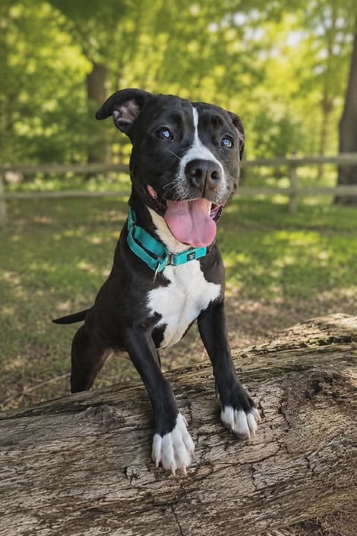 PENNY: NOT AT SHELTER (ANN) - Pit Bull Terrier available for adoption