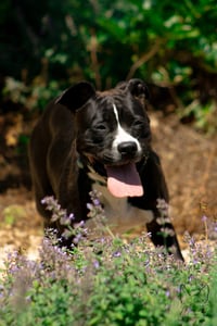 Penny: Not at shelter (Ann) - Photo 4