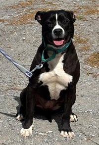 Penny: Not at shelter (Ann) - Photo 5