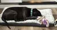 Penny: Not at shelter (Ann) - Photo 11