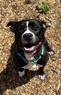 Penny: Not at shelter (Ann) - Photo 6