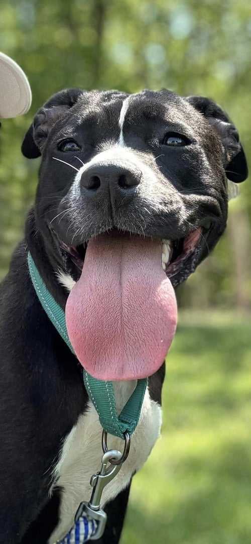 PENNY: NOT AT SHELTER (ANN) - Pit Bull Terrier available for adoption